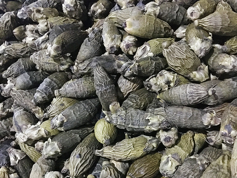 槟榔烘干案例