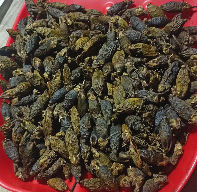 槟榔果树案例